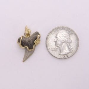 Shark tooth pendant beside a quarter coin.