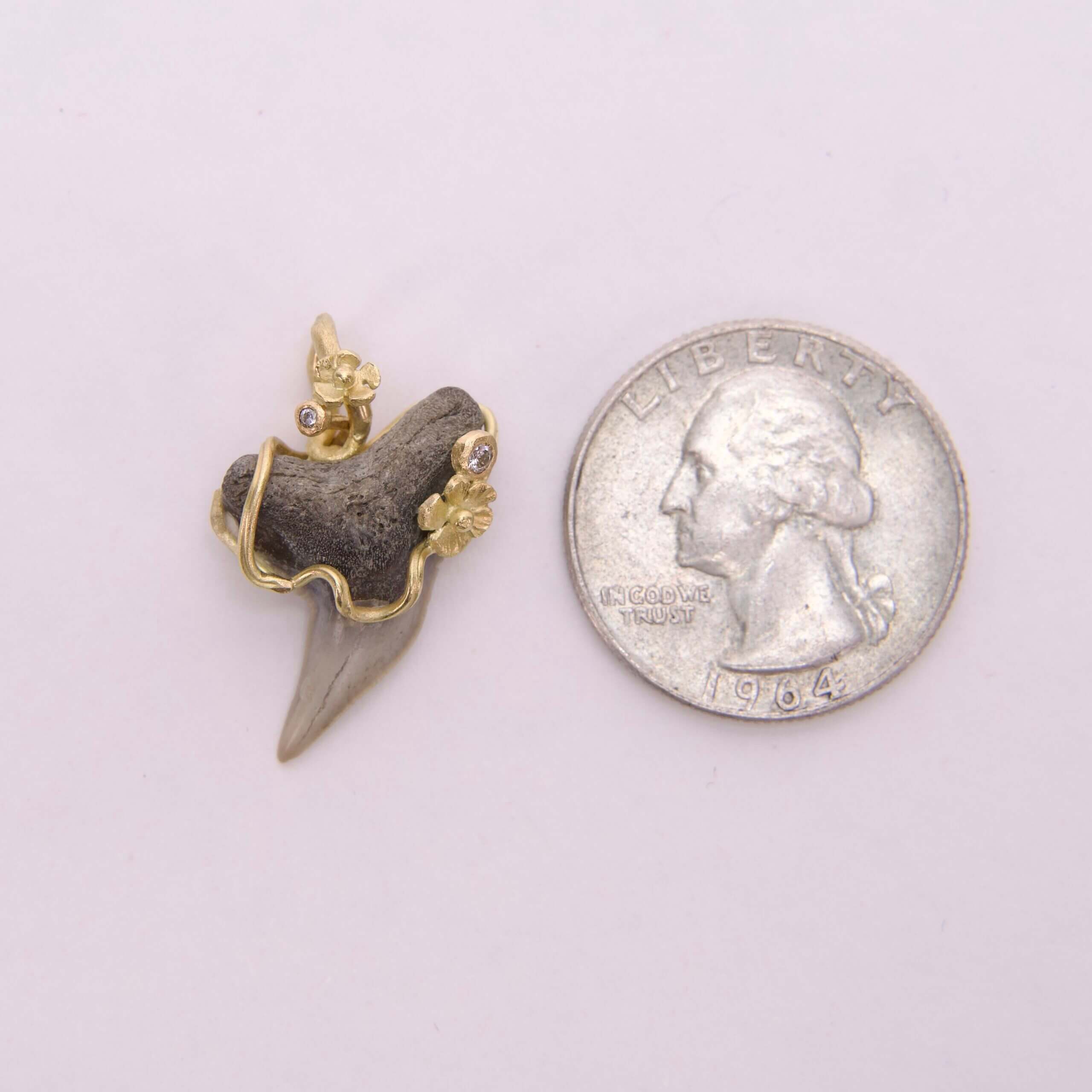 Shark tooth pendant beside a quarter coin.