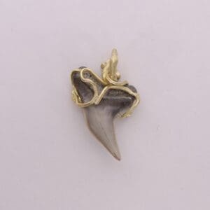 Shark tooth pendant with gold wire wrapping.