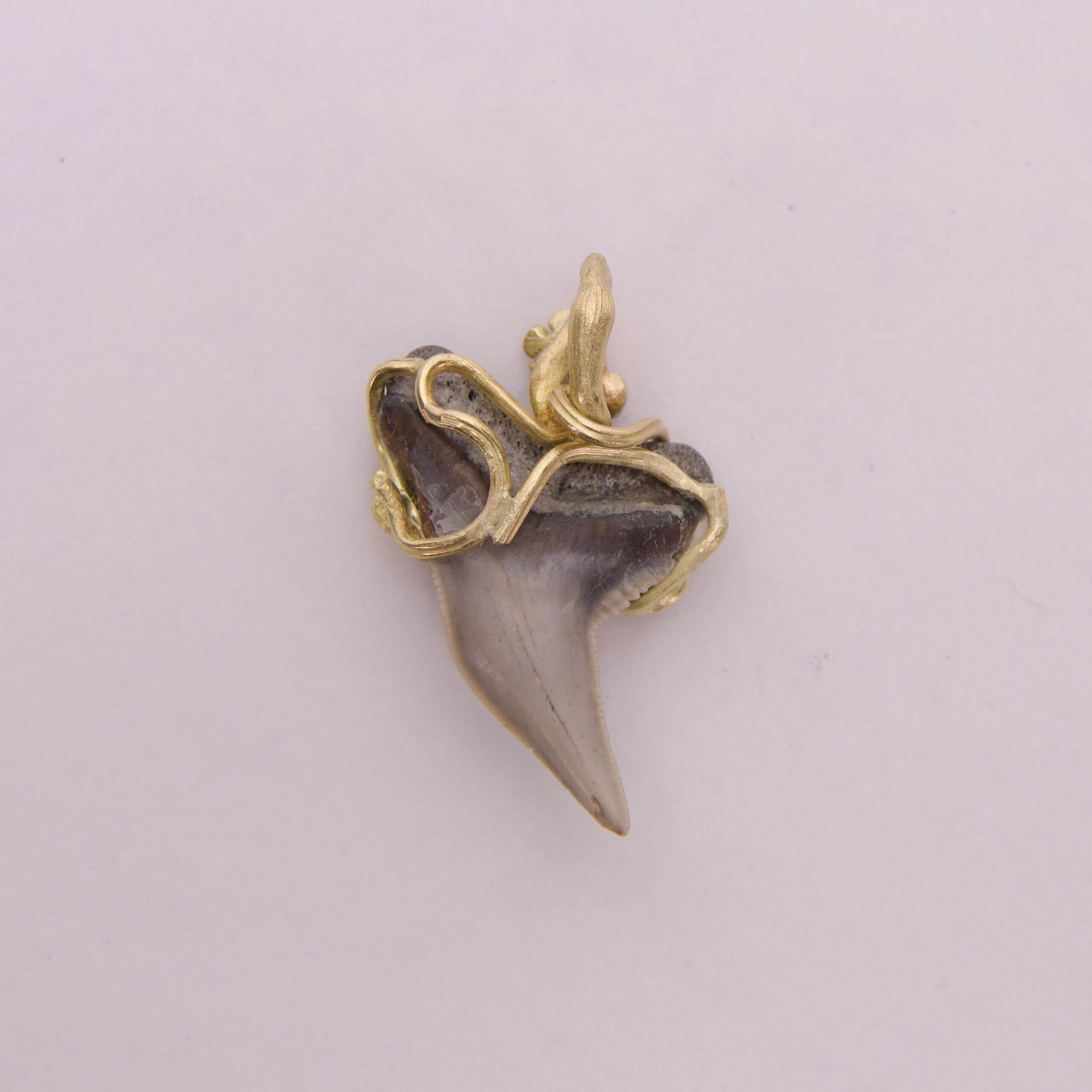 Shark tooth pendant with gold wire wrapping.