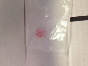 Pink flower in a clear plastic bag.